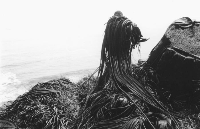 récolte des algues, photographies sur les indiens mapuche peuple autochtone d´Amérique du sud