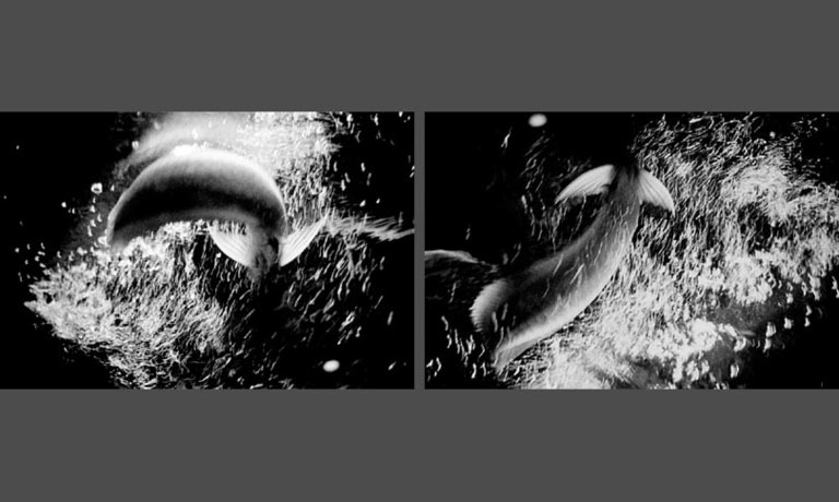 création photographique sur l´eau et les poissons, symbolique eau poissons vie cosmos