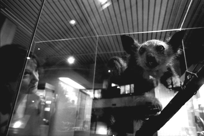 photographie de aye-aye, lémurien, projet photographique sur l´univers du Muséum d´histoire naturelle de Lyon, Création sur la mmoire de notre humanité